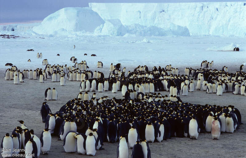 Emperor Penguin, habitat, pigmentation, Reproduction-nesting, colonial reprod., Behaviour