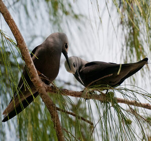 Lesser Noddy