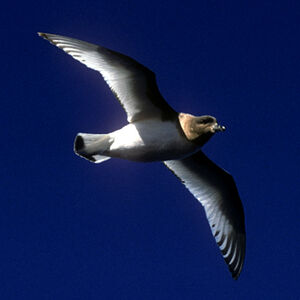 Antarctic Petrel
