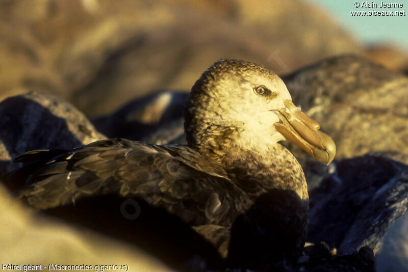 Southern Giant Petreladult