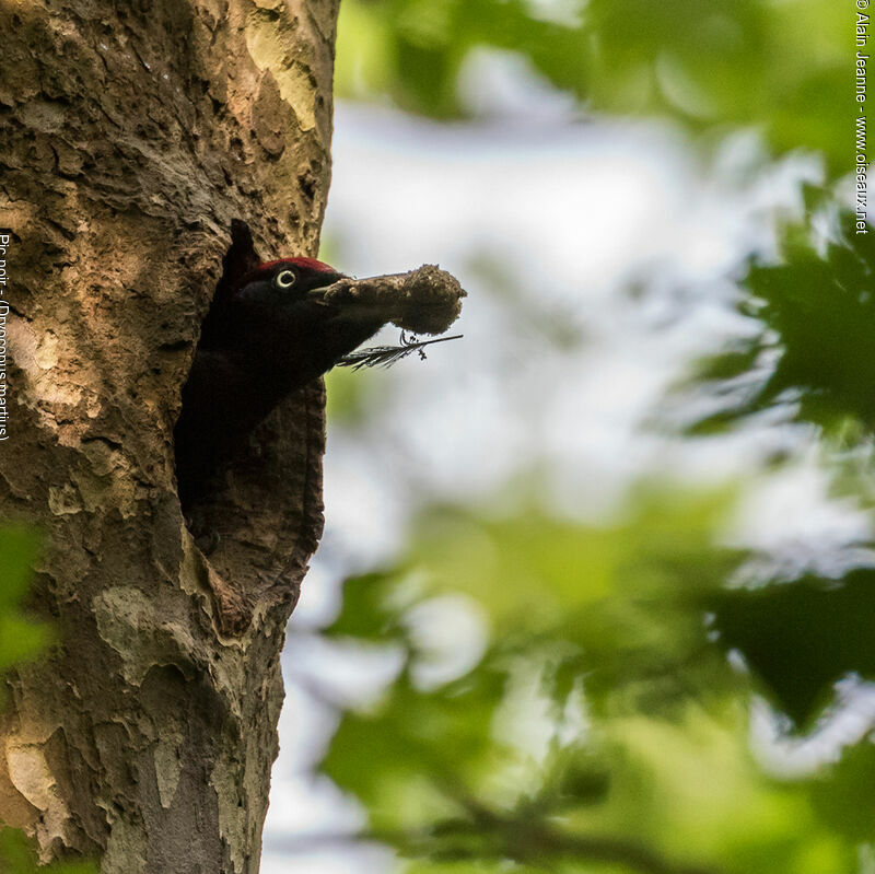 Black Woodpecker male, Behaviour