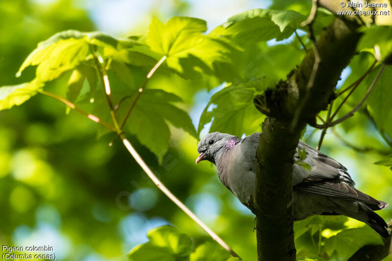 Pigeon colombin, identification