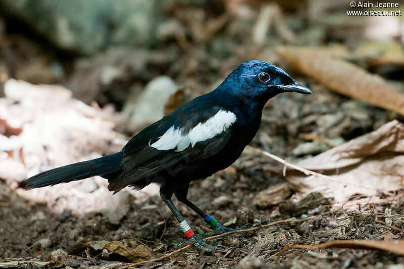Seychelles Magpie-Robin