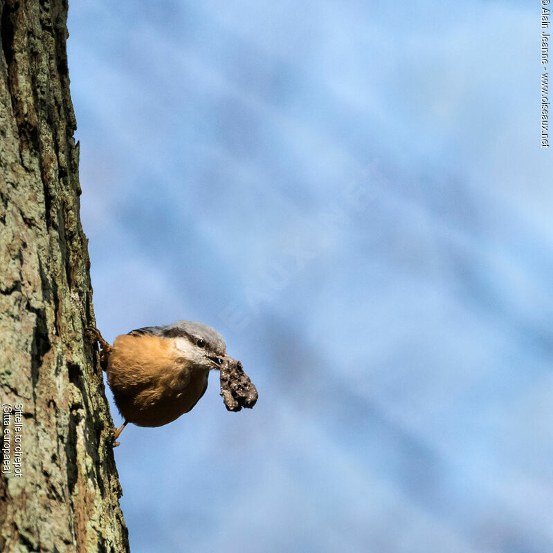 Eurasian Nuthatch, Reproduction-nesting