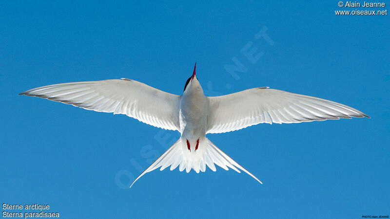 Arctic Tern, Flight