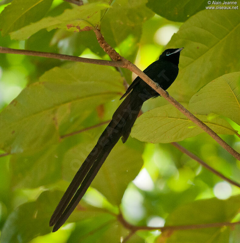 Seychelles Paradise Flycatcher male