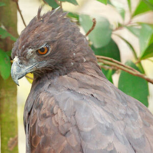 Aigle noir