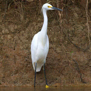 Aigrette neigeuse