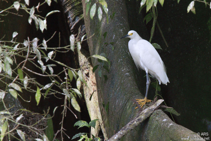 Snowy Egret, identification