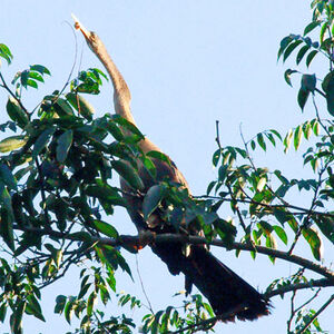 Anhinga d'Amérique
