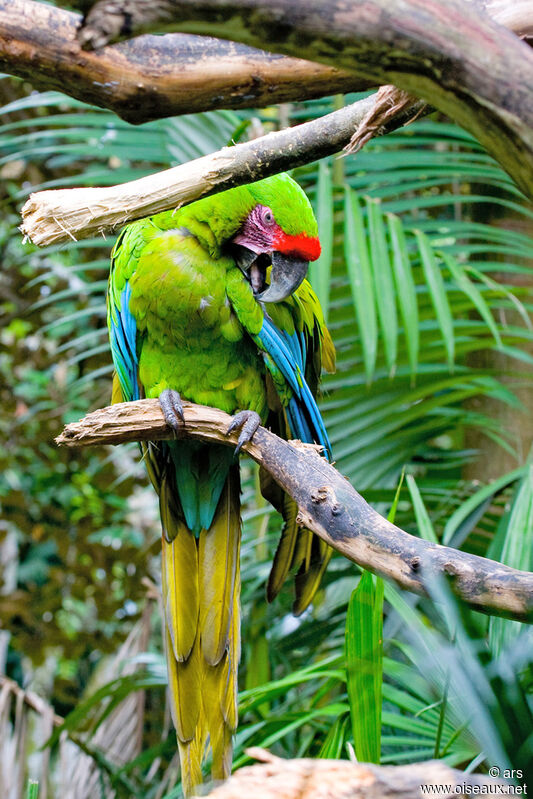 Great Green Macaw, identification