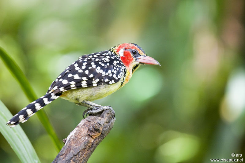 Red-and-yellow Barbet, identification