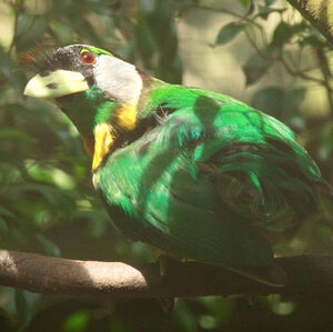 Fire-tufted Barbet