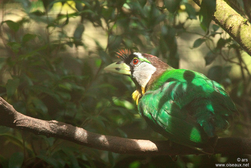 Fire-tufted Barbet, identification