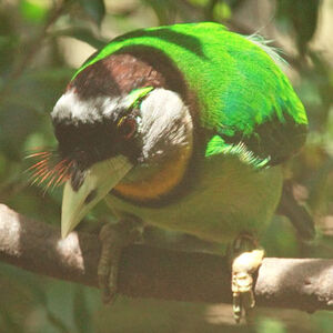 Fire-tufted Barbet