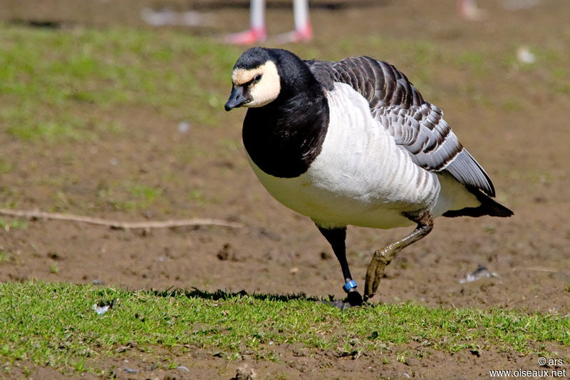 Barnacle Goose, identification