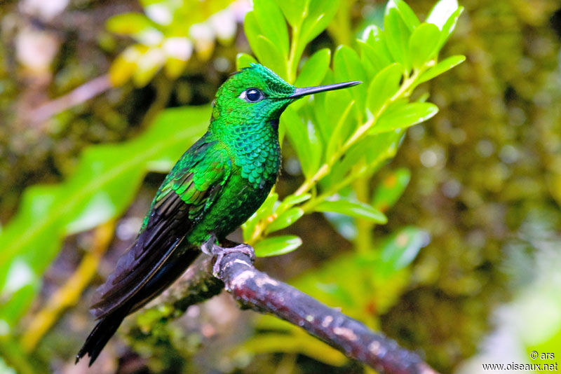 Green-crowned Brilliant male, identification