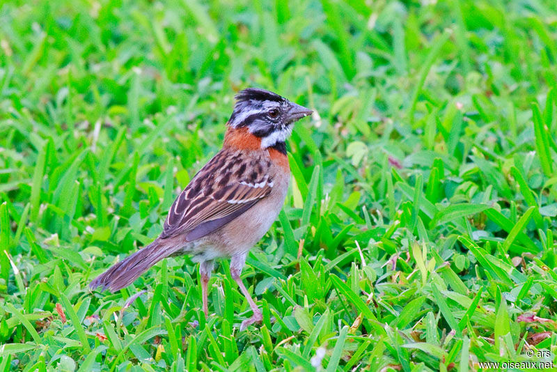Rufous-collared Sparrow, identification