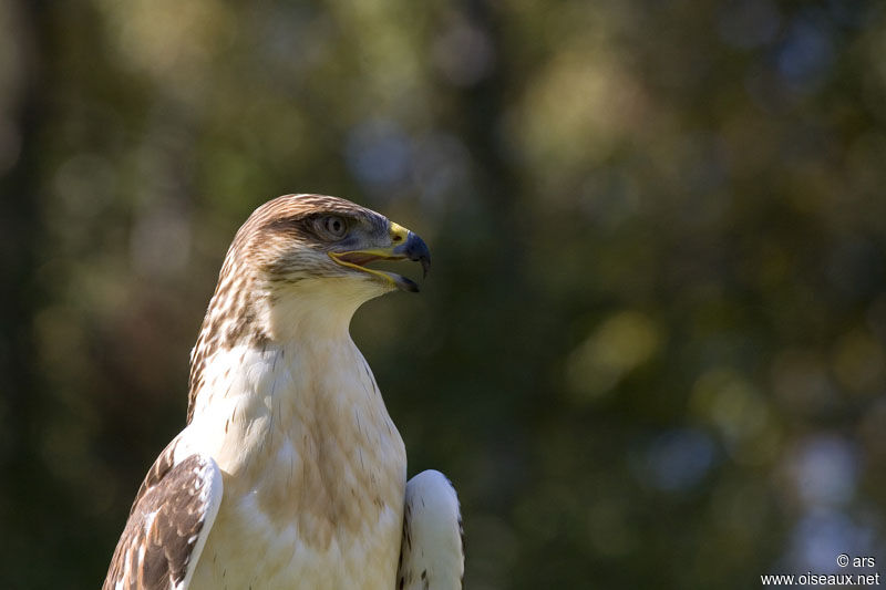 Ferruginous Hawk, identification