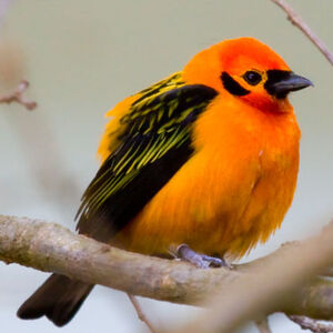 Golden Tanager