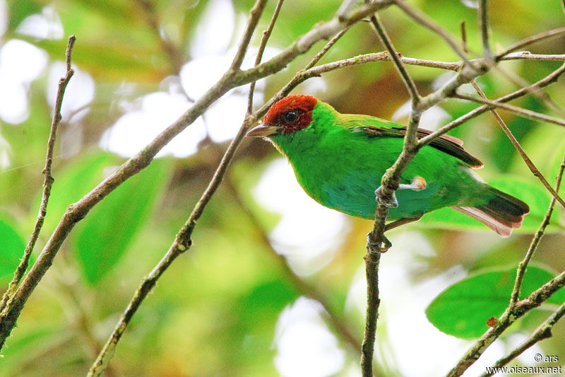 Bay-headed Tanager, identification
