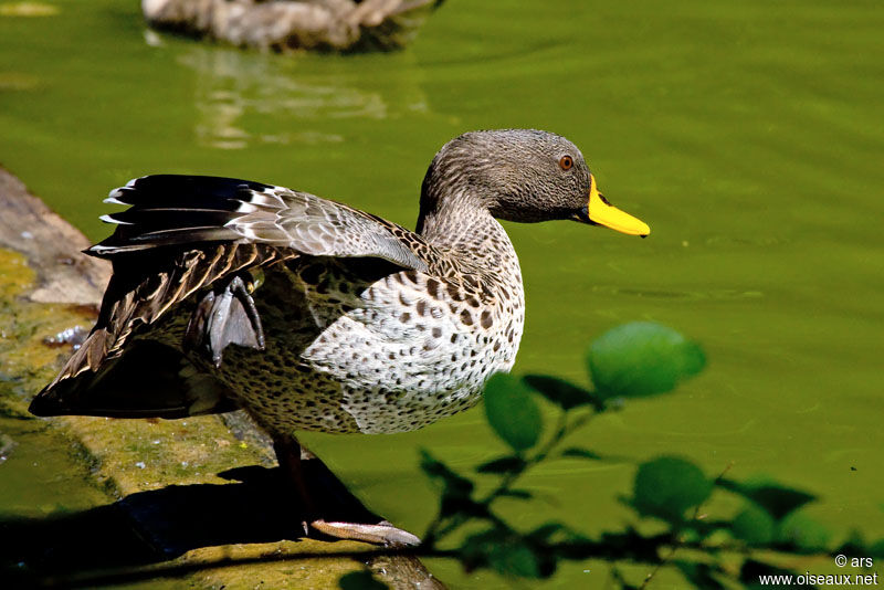 Yellow-billed Duck, Behaviour