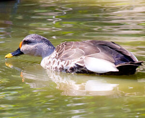 Indian Spot-billed Duck