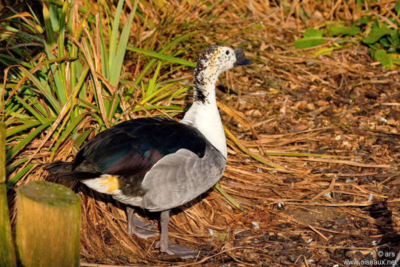 Knob-billed Duck male, identification