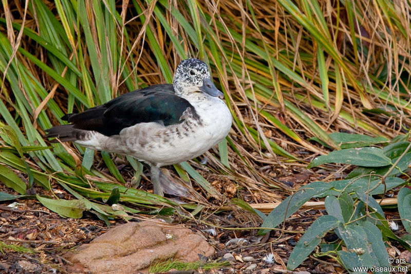 Knob-billed Duck female, identification