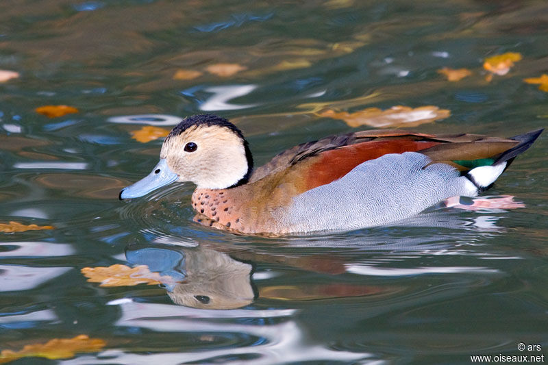 Ringed Teal male, identification
