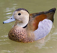 Ringed Teal