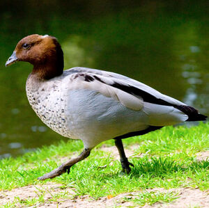 Maned Duck