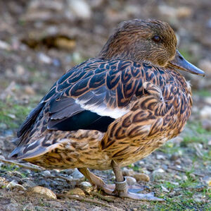 Canard � faucilles