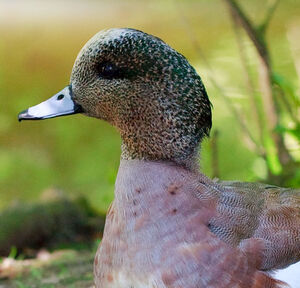 American Wigeon