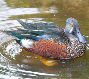 Canard bridé