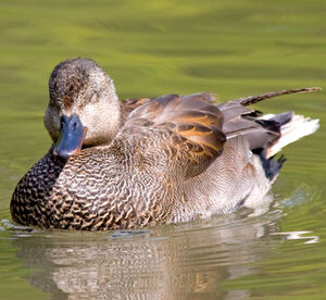 Canard chipeau 
&copy; Alain Renaud-Studer