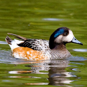 Chiloe Wigeon
