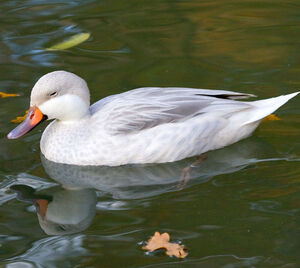 Canard des Bahamas