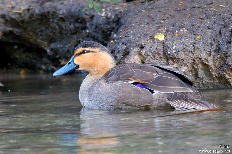 Philippine Duck, identification