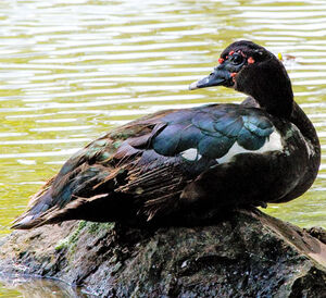 Canard musqu�