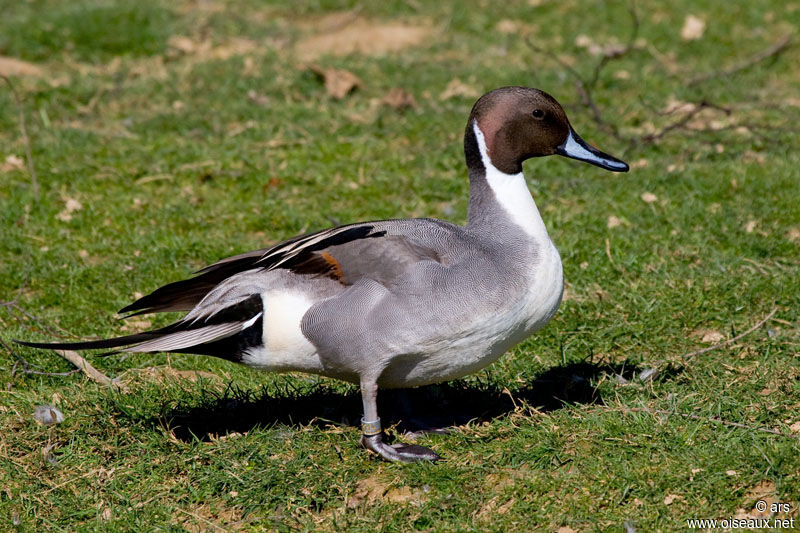 Northern Pintail male adult, identification