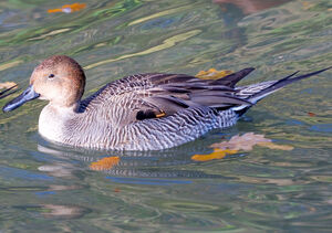 Northern Pintail