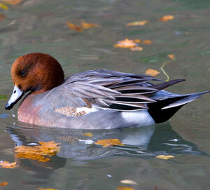 Eurasian Wigeon
