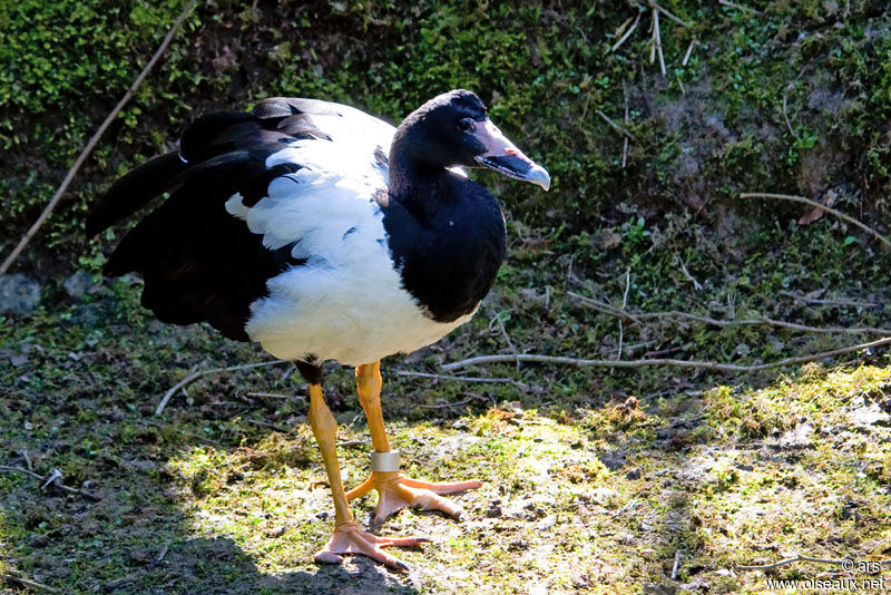 Magpie Goose male adult, identification