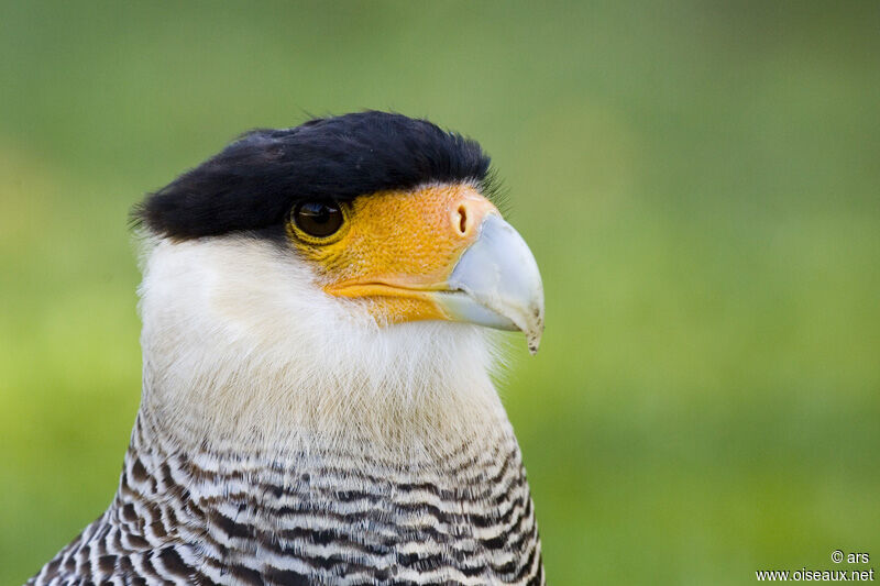 Crested Caracara (cheriway), identification
