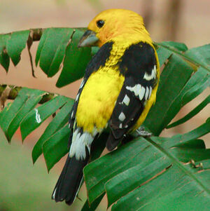 Southern Yellow Grosbeak