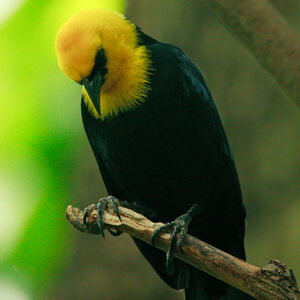 Yellow-hooded Blackbird