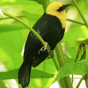 Yellow-hooded Blackbird