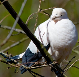 Pied Imperial Pigeon