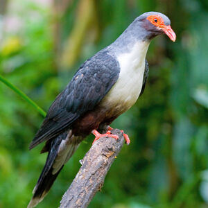Papuan Mountain Pigeon